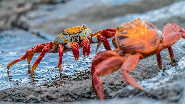 Cangrejo