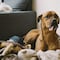 La oración para los perros de la calle que puedes rezar hoy 28 de mayo en el Día de los Perros Sin Raza