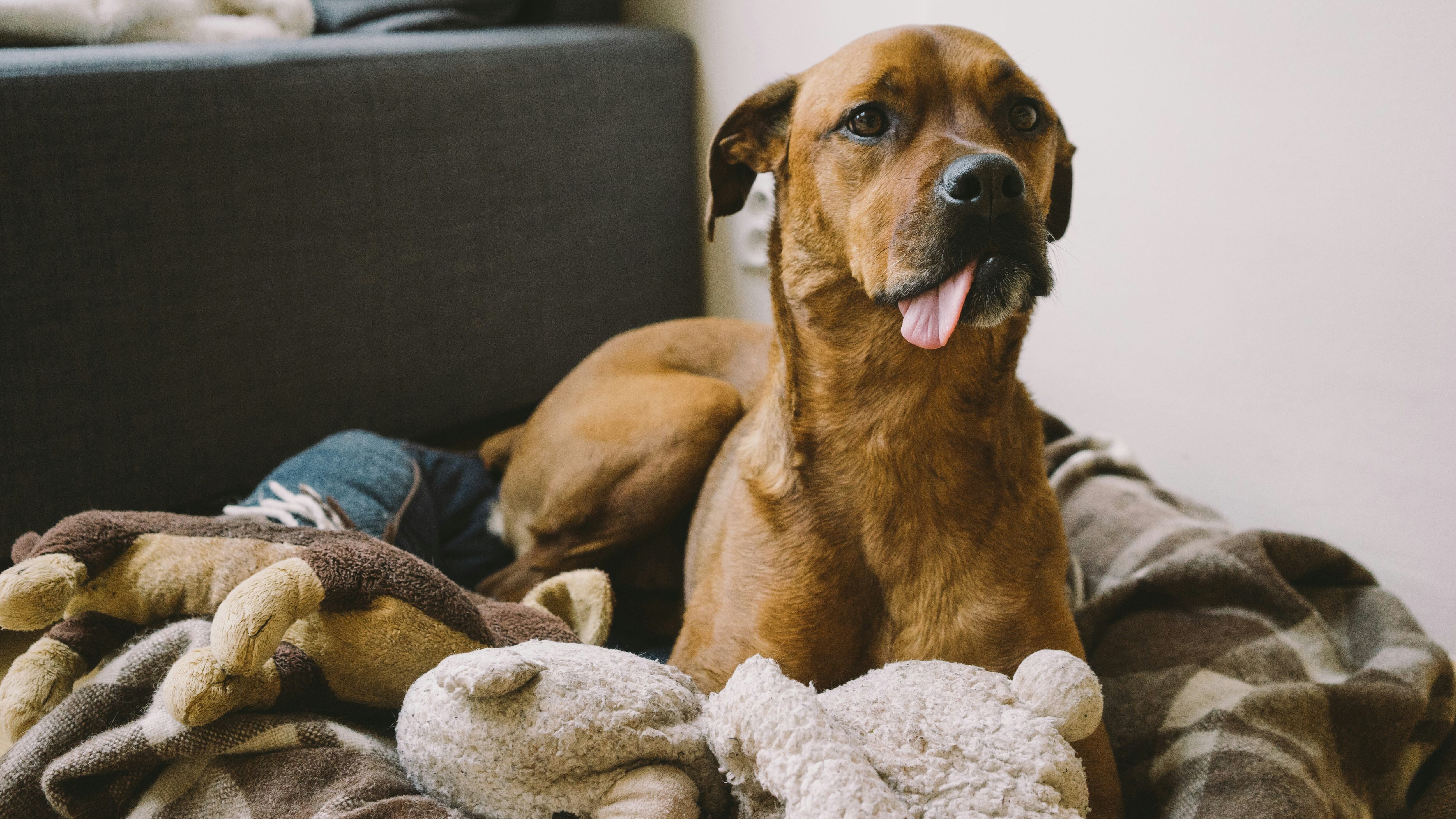 La oración para los perros de la calle que puedes rezar hoy 28 de mayo en el Día de los Perros Sin Raza