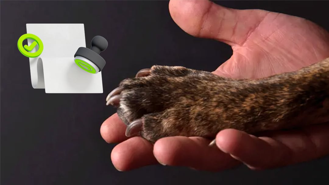 ¿Permiso laboral por muerte de una mascota? Esto propone la reforma a la LFT