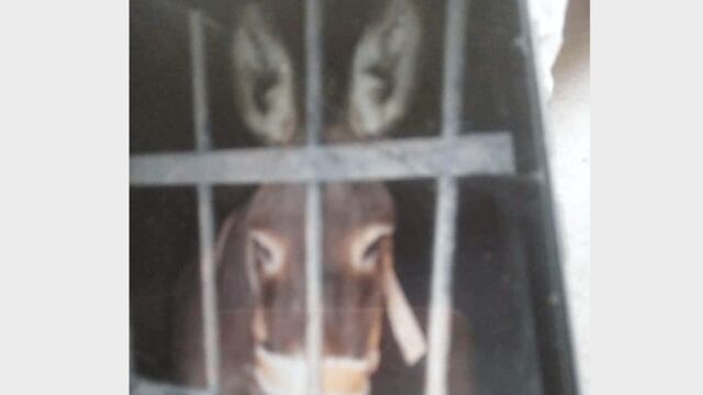 El animal lleva al menos 48 horas sin recibir agua y alimento.