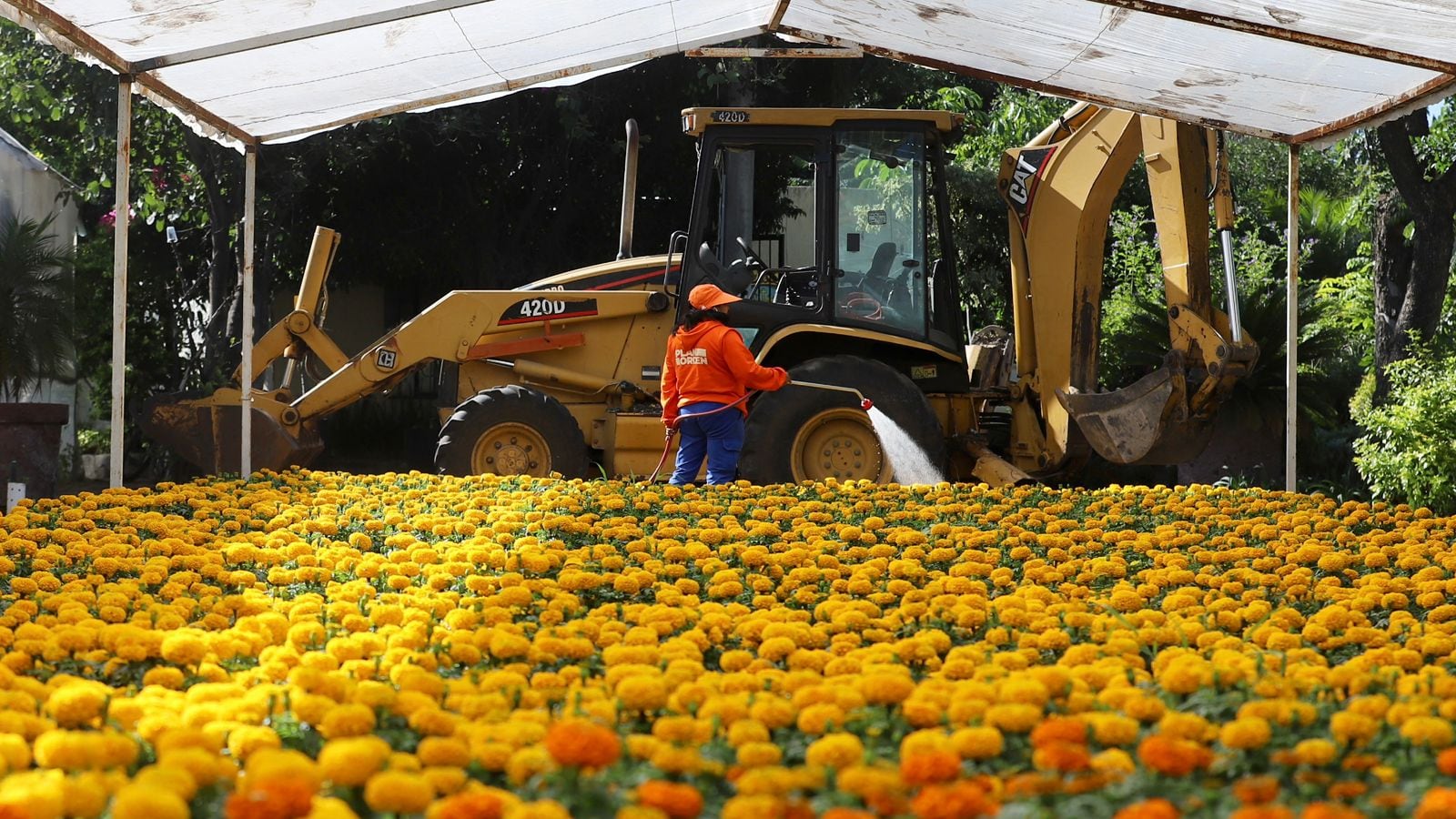 Querétaro se llena de color: más de 30 mil flores de cempasúchil por el Día de Muertos