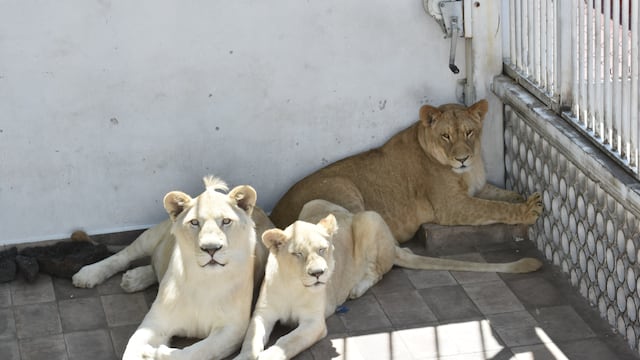 Leones asegurados.