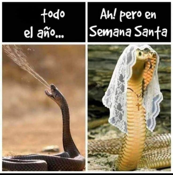 Memes de la Semana Santa 2025