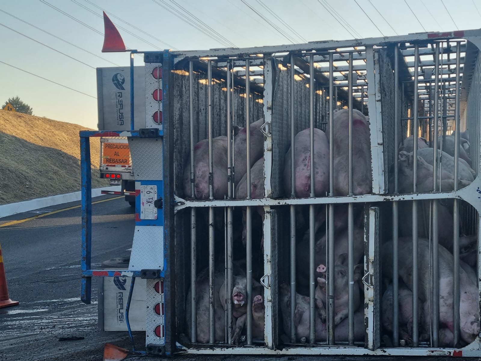 Camión con 300 cerditos vuelca sobre Circuito Exterior Mexiquense