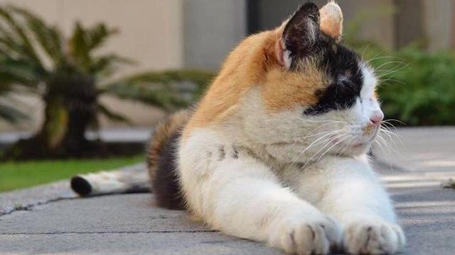 Bonito gato reposa en Palacio Nacional