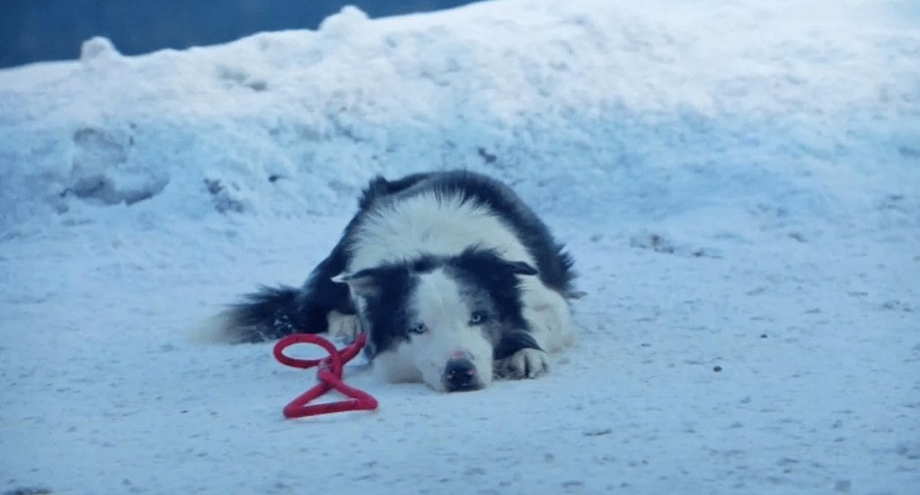 La injusta razón por la que Messi, el perro actor de Anatomía de una caída, no irá a los premios Oscar 2024