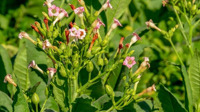 La planta del tabaco podría ayudar en la vacuna contra el Covid-19