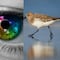 ¿Qué se celebra el 6 de septiembre? Hoy es el Día del Sexo, el Día del Daltonismo y el Día de las Aves Playeras