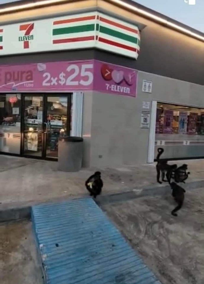 Monos araña afuera de un 7-Eleven en Tulum, Quintana Roo.