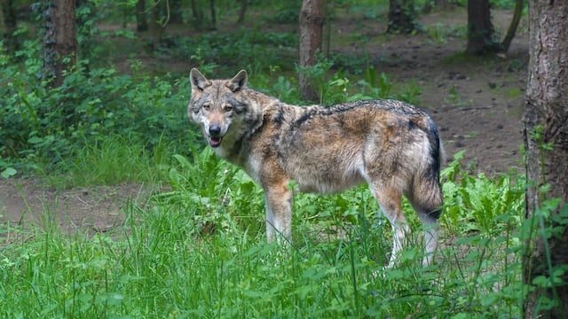 Lobo gris