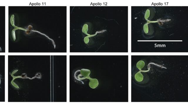 Polvo lunar prueba a microscopio