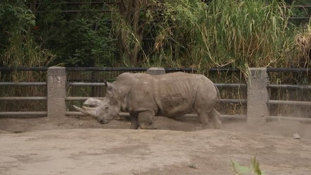 Muere Khartoum, el rinoceronte blanco del Zoológico de Chapultepec