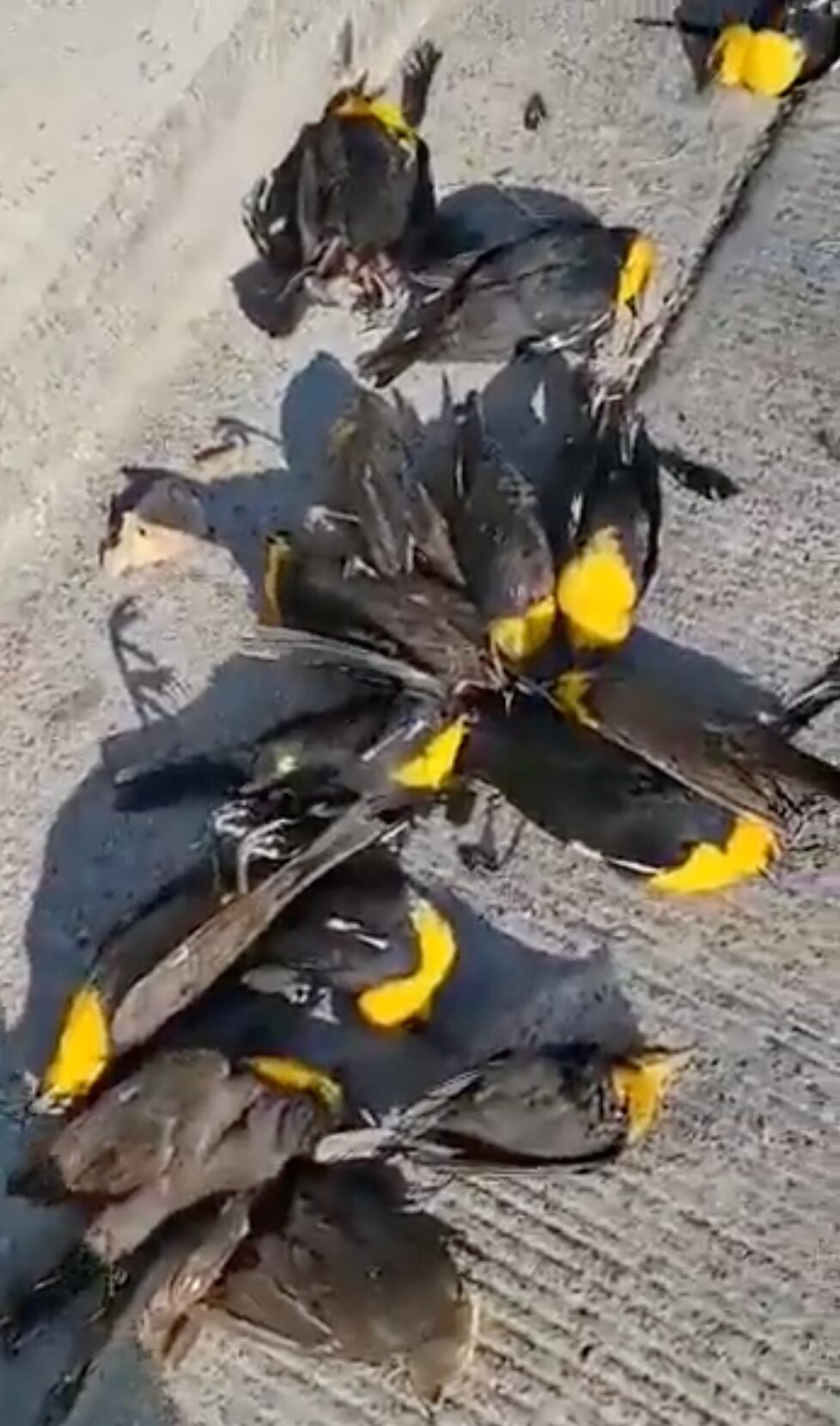 Aves migratorias que murieron en Chihuahua