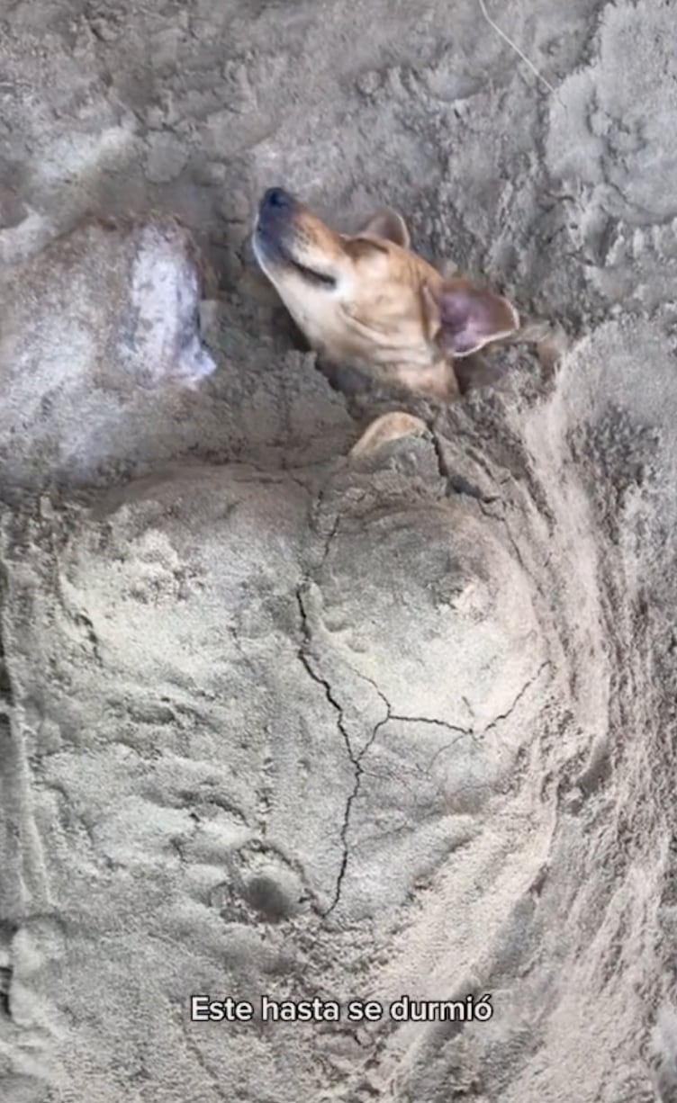Perrito enterrado en la arena