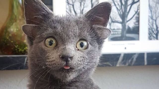 'Midas', la gatita con cuatro orejas