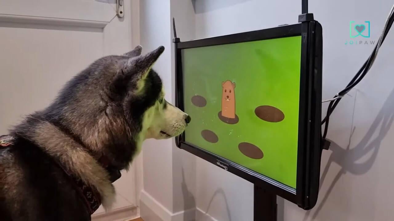 Esta es la consola para perros que los ayuda a mejorar su mente y cuerpo