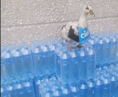 Waffle, la patita que vendía aguas