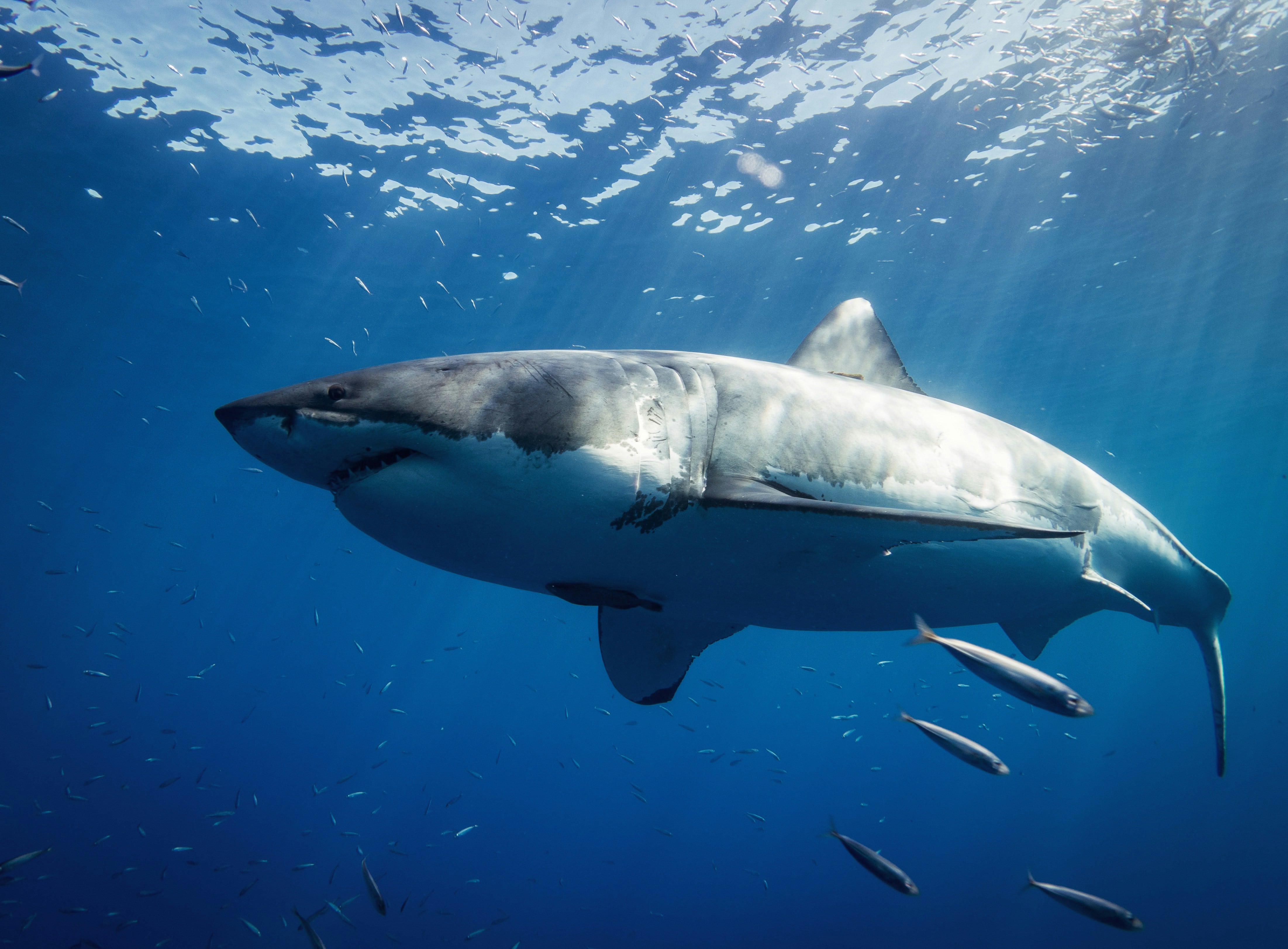 Tiburón