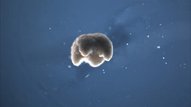 Robots capaces de reproducirse