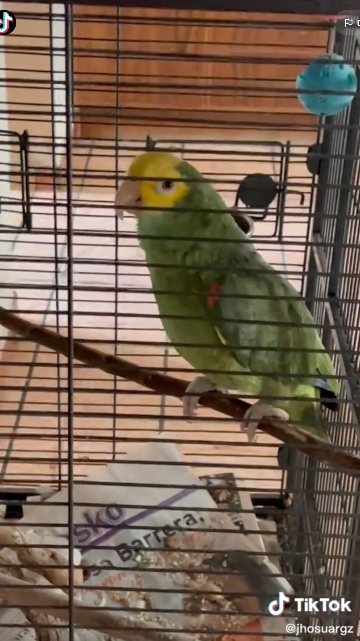 Deja esperando media hora a Testigos de Jehová; era un periquito diciendo "ahí voy"