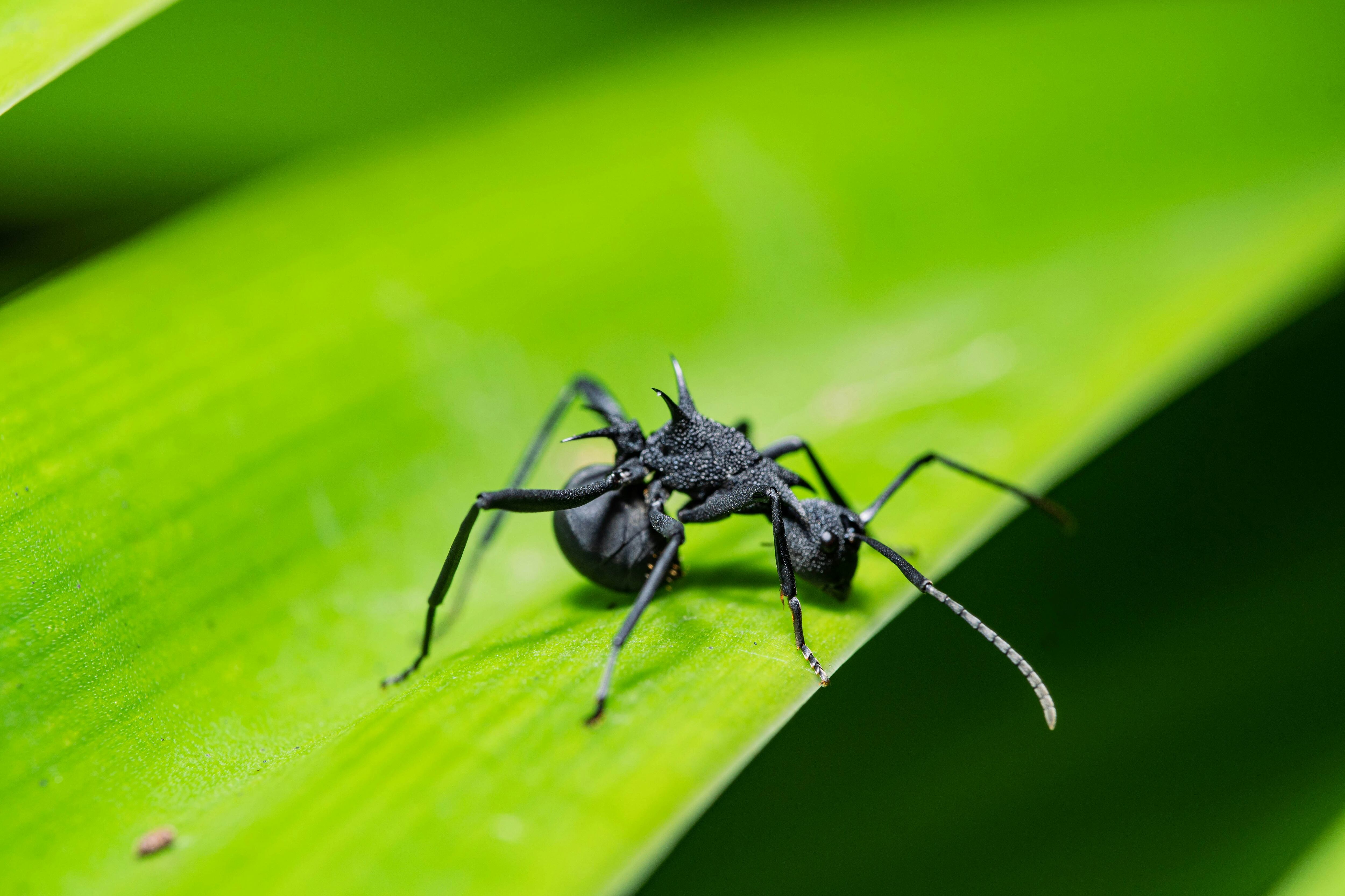 ¿Qué significa soñar con hormigas negras?