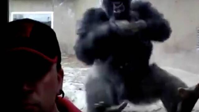 Gorila ataca a hombre.