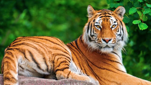 Tigre. Reporte de que anda suelto en Desierto de los Leones.