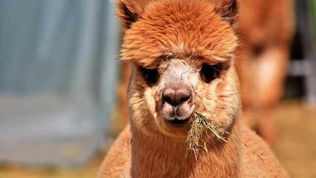 Alpaca