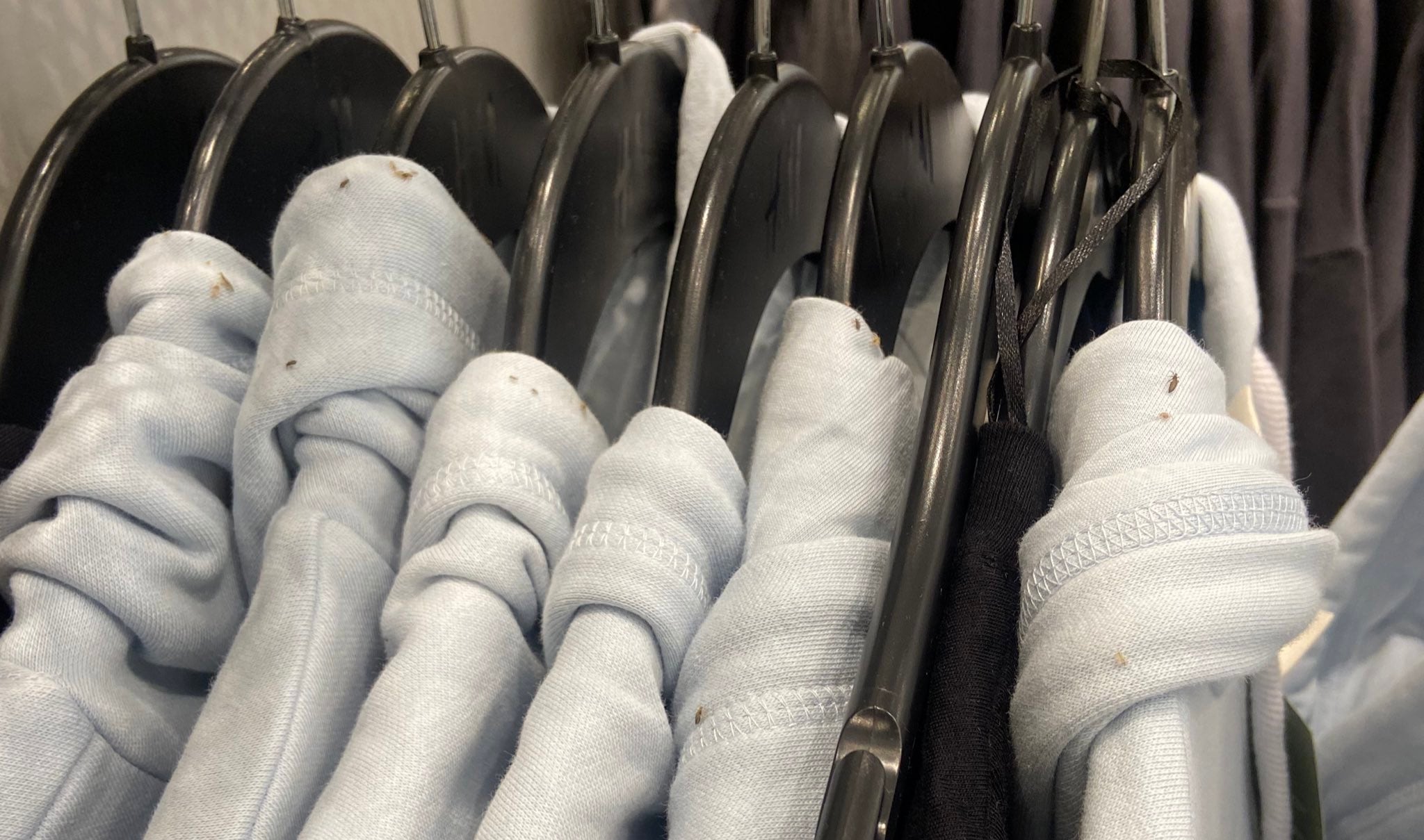 Sudaderas de H&M llenas de piojos