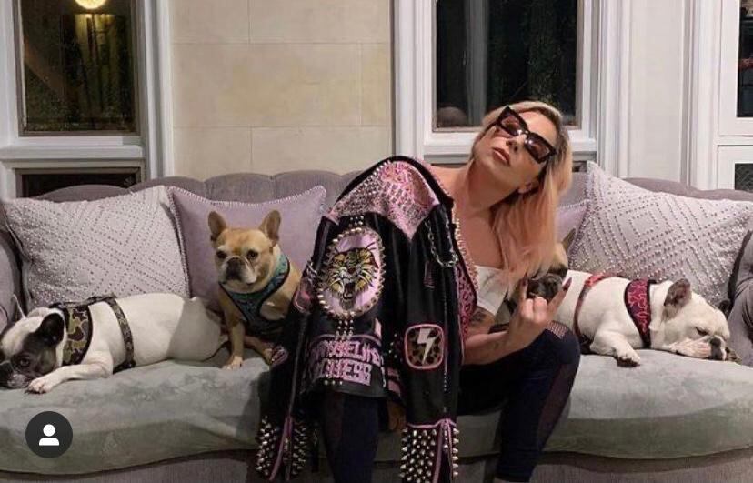 Roban dos perros de Lady Gaga