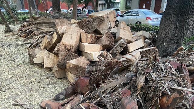 Tala de arboles en alcaldía Coyoacán
