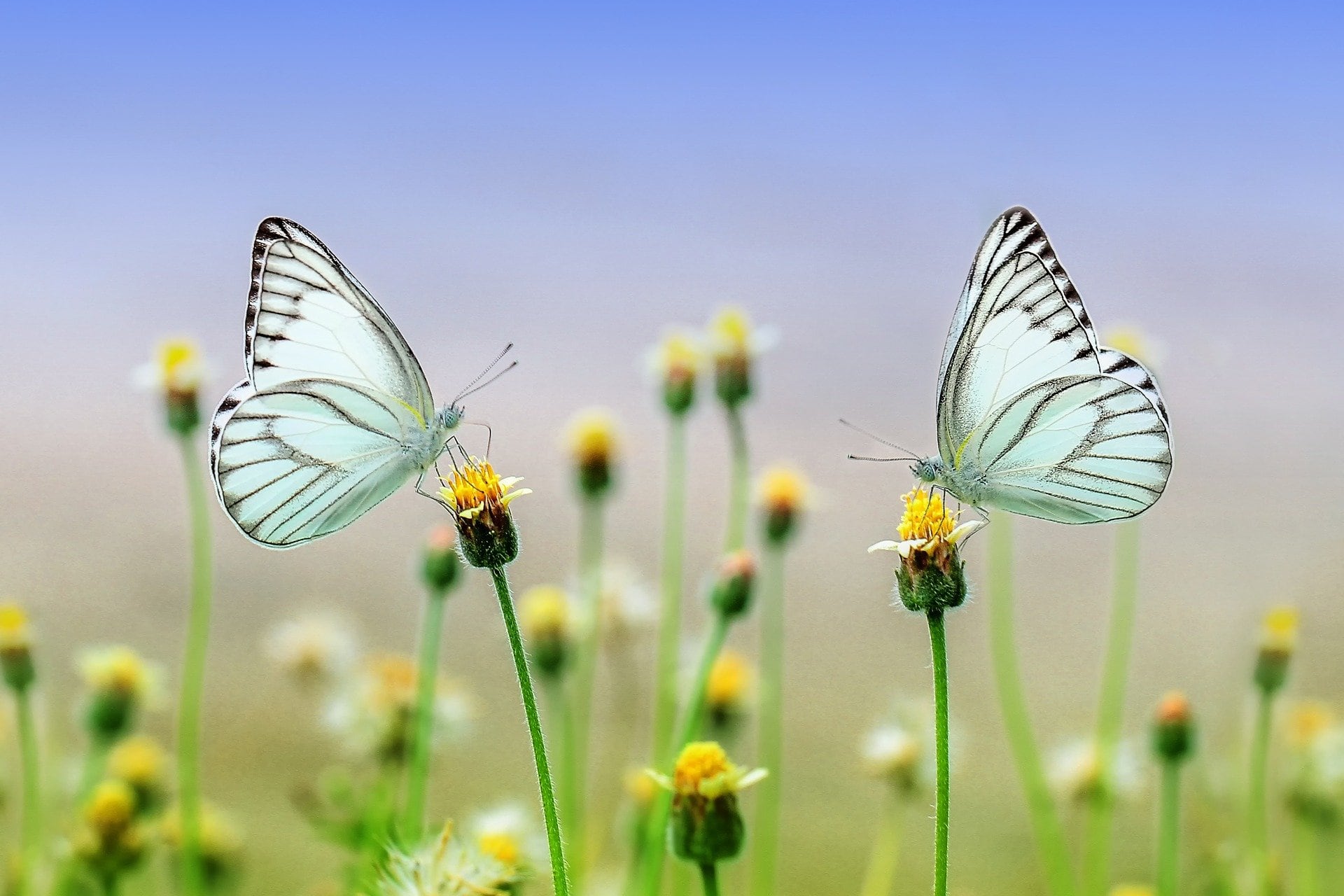 Mariposas