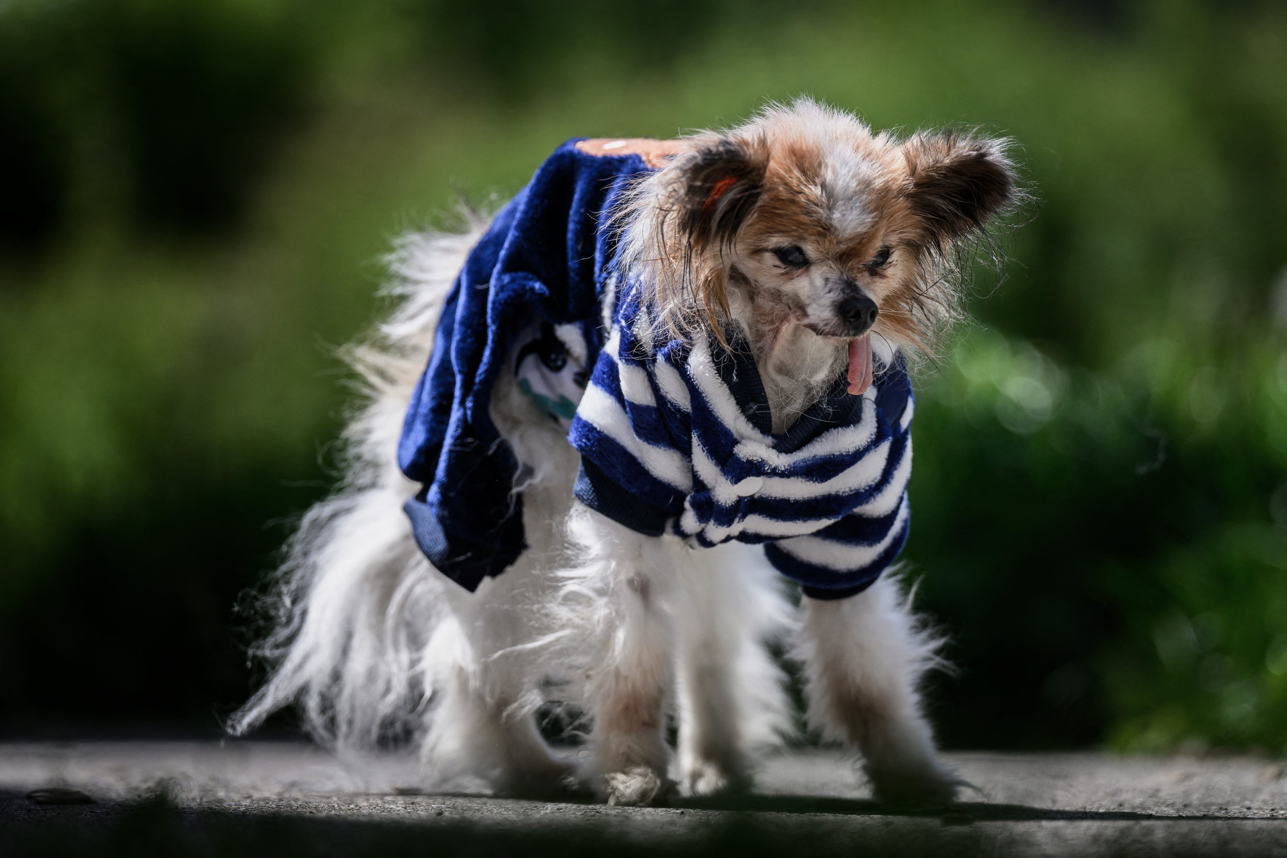 Adiós a Lazare: murió el perro más longevo del mundo a los 30 años