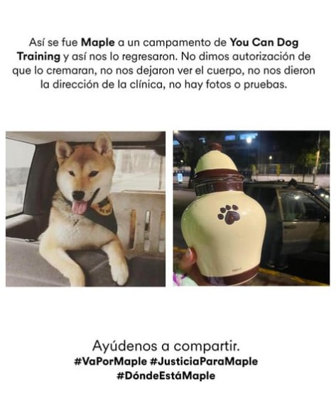 'Maple', supuestas cenizas