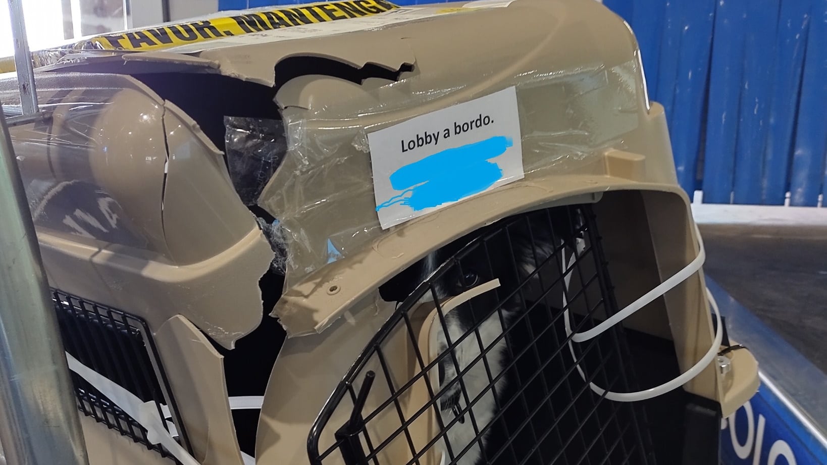 Denuncian a Aeroméxico por destrozar transportadora de perrita