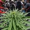 Marihuana: Cámara de Senadores podría regularizar uso en primer mitad de 2024