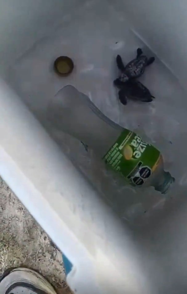 Playa del Carmen investigan a tres jóvenes maltrato tortuga marina