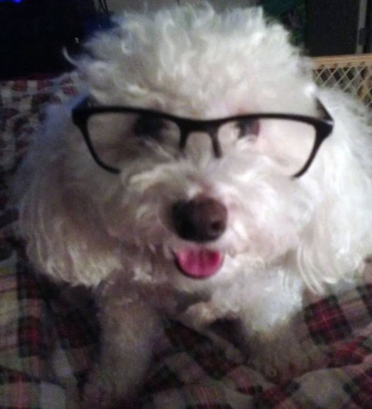 Marino, perrito que ordenó un canal porno