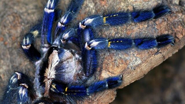 ¡Llega a Nueva York la exposición más increíble de arañas!