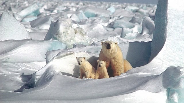 Osos polares