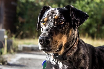 Leopardo Catahoula