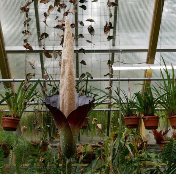 'Planta de pene'
