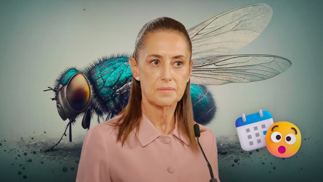 La fecha que reveló Sheinbaum para inaugurar la fábrica de moscas contra el gusano barrenador