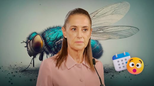 La fecha que reveló Sheinbaum para inaugurar la fábrica de moscas contra el gusano barrenador
