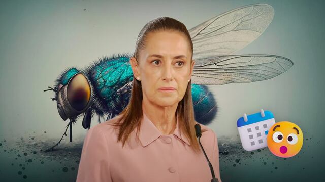Claudia Sheinbaum confirma construcción de fábrica de moscas contra el gusano barrenador.