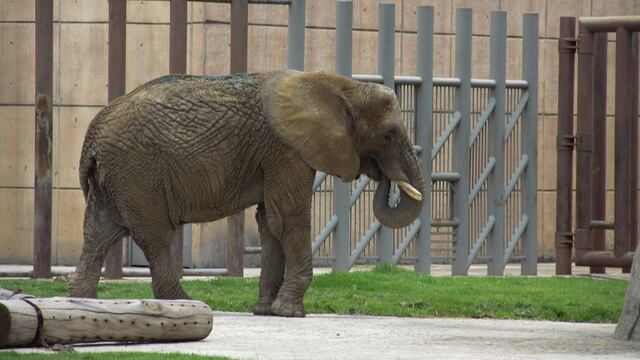 Ejemplar en el zoológico de Aragón. Animales enfermos.