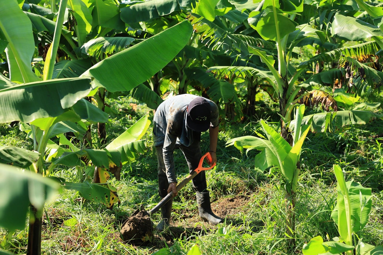 La Jornada de Reforestación 2025 planea plantar 2.4 millones de árboles en Tabasco