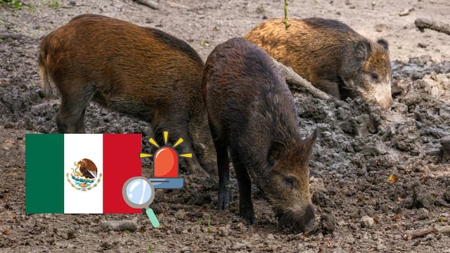 Nuevo caso de peste porcina africana en España