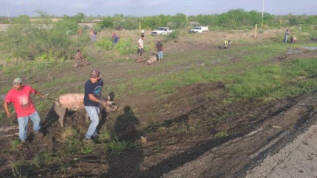 Pobladores de la zona y automovilistas que detuvieron su marcha robaron una docena de cerditos.